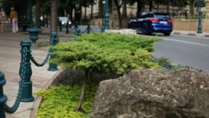 calle-bonsai-el-nuevo-rincon-verde-para-vivir-mejor