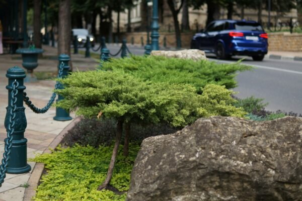 Calle Bonsái el nuevo rincón verde para vivir mejor