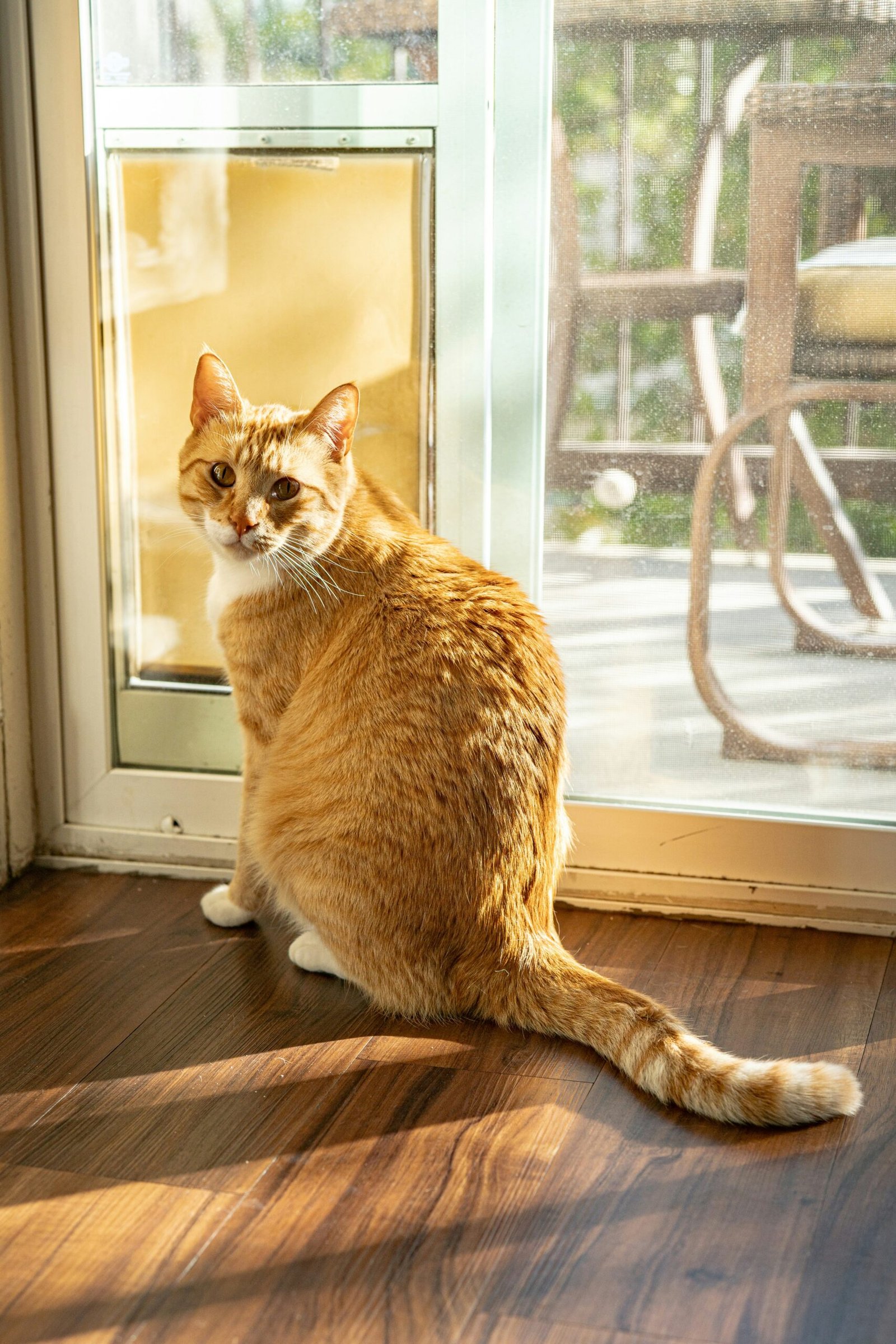 Cómo elegir las mejores gateras para tu gato en casa