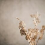 Lunaria y sus secretos para un jardin brillante