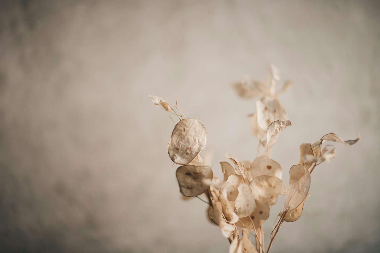 lunaria-y-sus-secretos-para-un-jardin-brillante