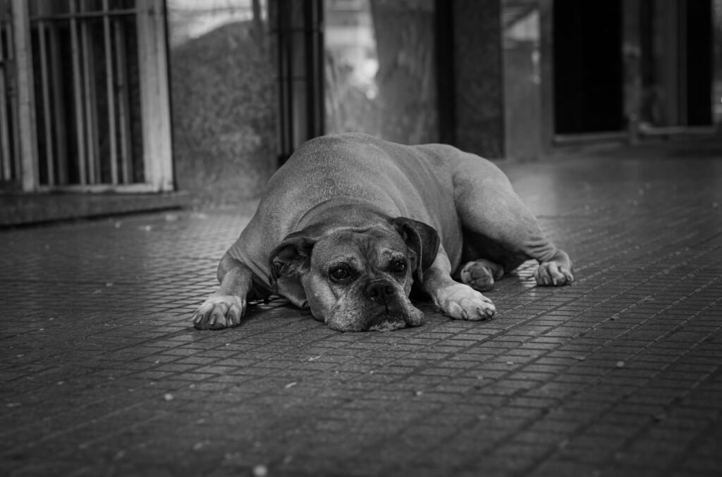 hospital-veterinario-la-moraleja-cuidados-y-servicios-para-tu-mascota
