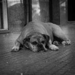 Hospital Veterinario La Moraleja cuidados y servicios para tu mascota